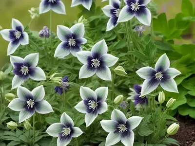 Aquilegia Viridiflora ‘Chocolate Soldier’ (Green Columbine)