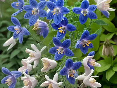 Aquilegia Vulgaris ‘Clementine Blue’ (Columbine)