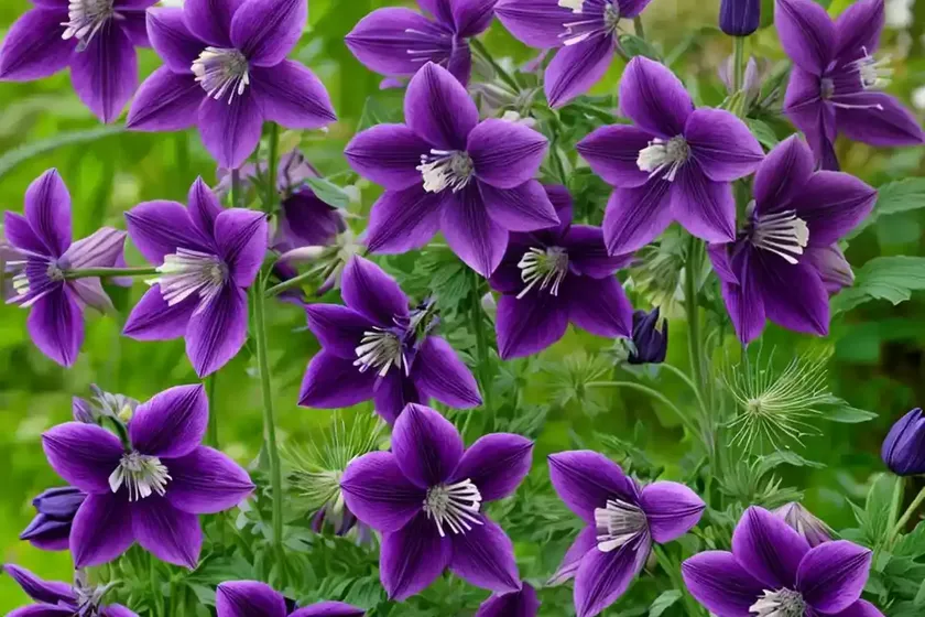 Aquilegia vulgaris ‘clementine dark purple’ (columbine) — photo 2