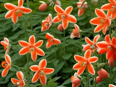 Aquilegia Vulgaris ‘Clementine Red’ (Columbine)