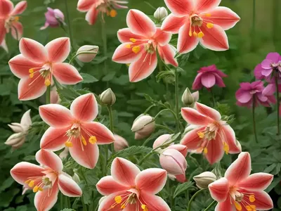 Aquilegia Vulgaris ‘Clementine Rose’ (Columbine)