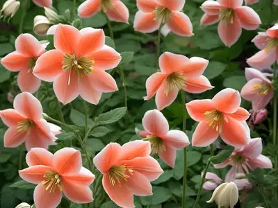Aquilegia Vulgaris ‘Clementine Salmon Rose’ (Columbine)