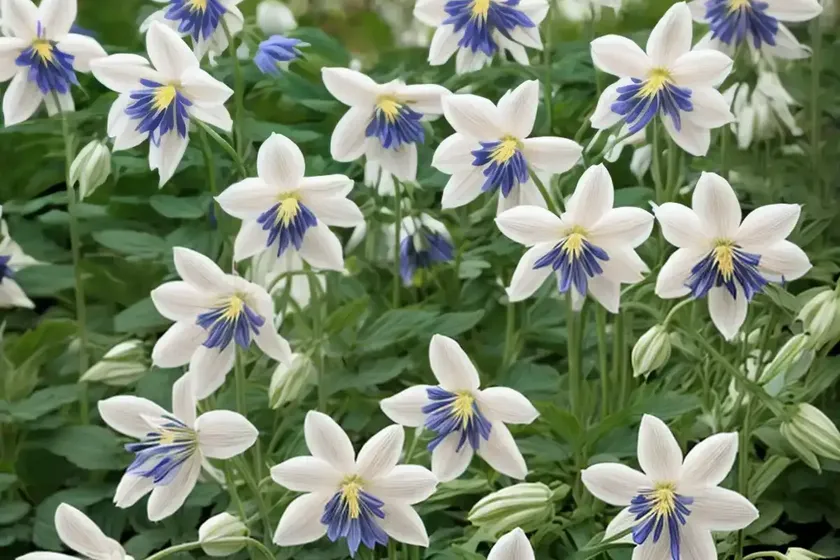Aquilegia vulgaris (columbine) — photo 2