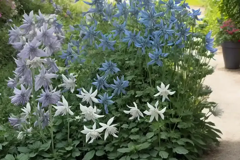 Aquilegia vulgaris var. stellata ‘black barlow’ (columbine) — photo 2