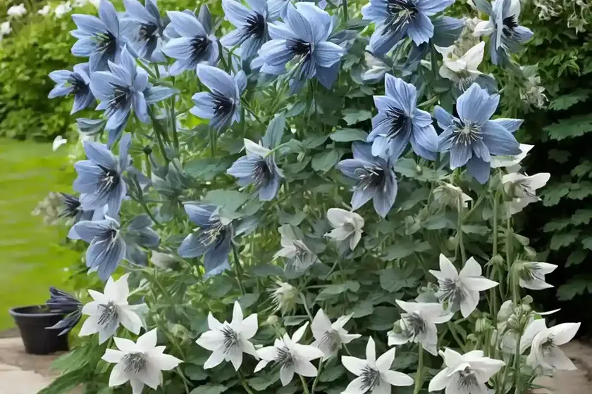 Aquilegia vulgaris var. stellata ‘black barlow’ (columbine) — photo 3