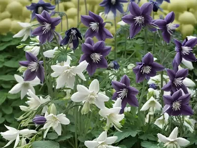Aquilegia Vulgaris Var. Stellata ‘Black Barlow’ (Columbine)