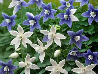 Aquilegia Vulgaris Var. Stellata ‘Blue Barlow’ (Columbine)