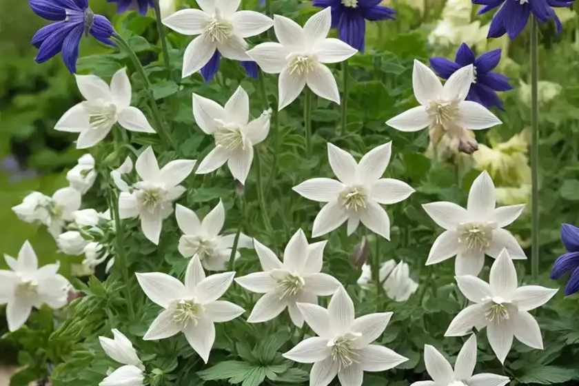 Aquilegia vulgaris var. stellata ‘nora barlow’ (columbine) — photo 3