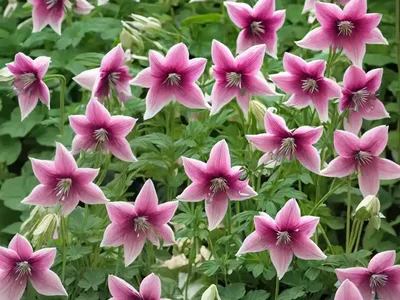 Aquilegia Vulgaris Var. Stellata ‘Ruby Port’ (Columbine)