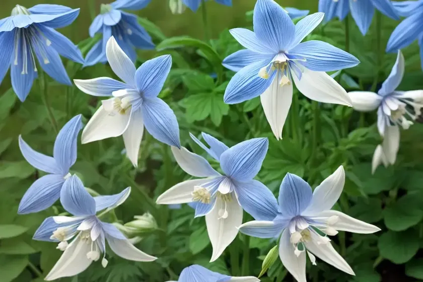 Aquilegia vulgaris ‘winky blue-white’ (columbine) — photo 2
