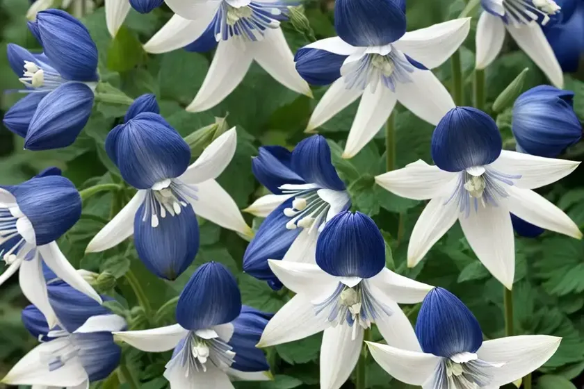 Aquilegia vulgaris ‘winky double dark-blue-white’ (columbine) — photo 2