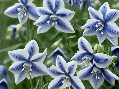 Aquilegia Vulgaris ‘Winky Double Dark-Blue-White’ (Columbine)