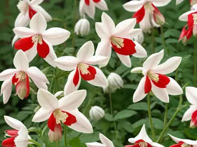 Aquilegia Vulgaris ‘Winky Red-White’ (Columbine)