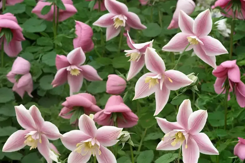 Aquilegia vulgaris ‘winky rose-rose’ (columbine) — photo 3