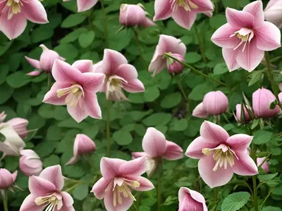 Aquilegia Vulgaris ‘Winky Rose-Rose’ (Columbine)