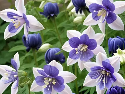 Aquilegia X Coerulea ‘Sunshine’ (Columbine)
