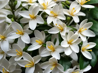 Arabian Jasmine (Jasminum Sambac)