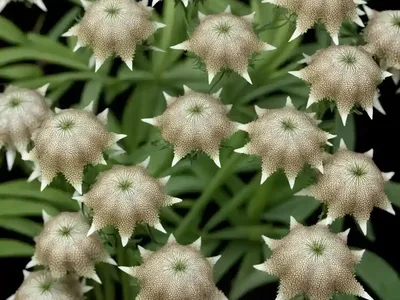 Arachnoides (Arachniodes Simplicior ‘Variegata’)