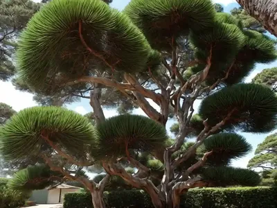 Araucaria Angustifolia (Brazilian Pine Tree)