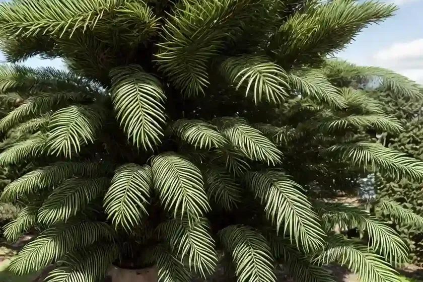Araucaria araucana (monkey puzzle) — photo 2