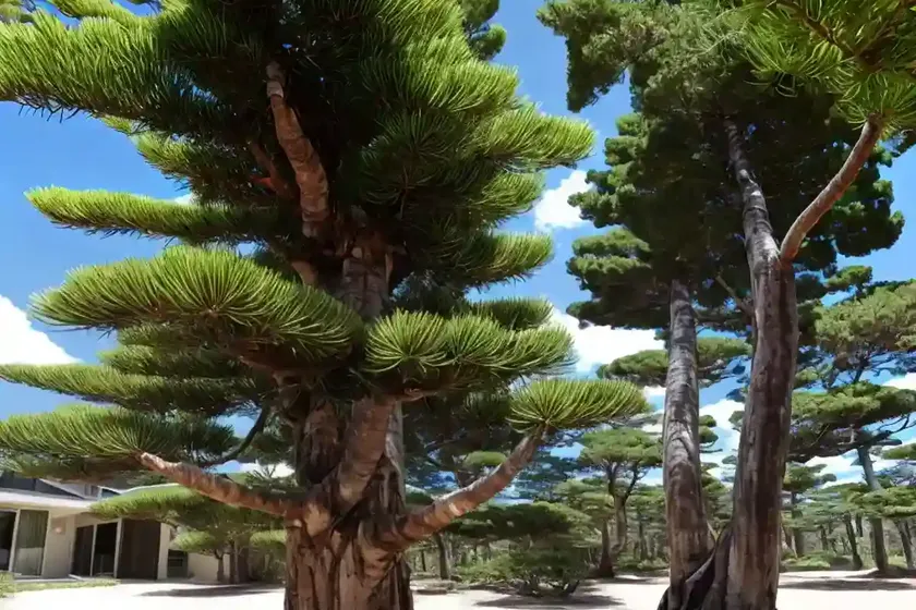 Araucaria columnaris (new caledonian pine) — photo 2