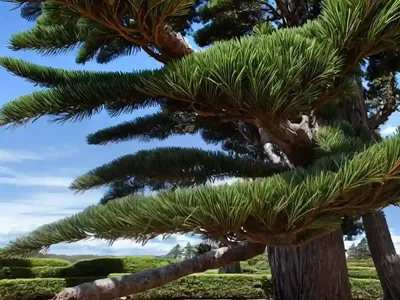 Araucaria Heterophylla (Norfolk Island Pine)