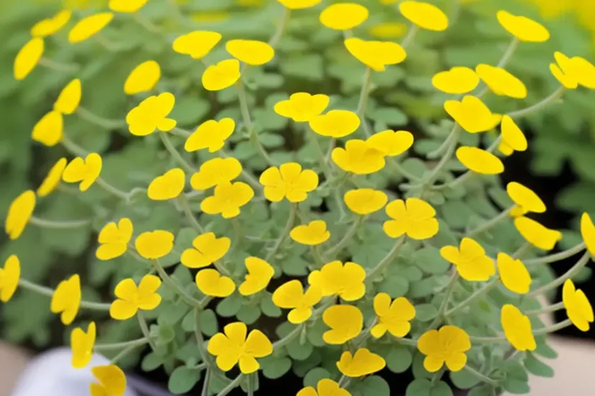 Arborea (medicago arborea) — photo 2