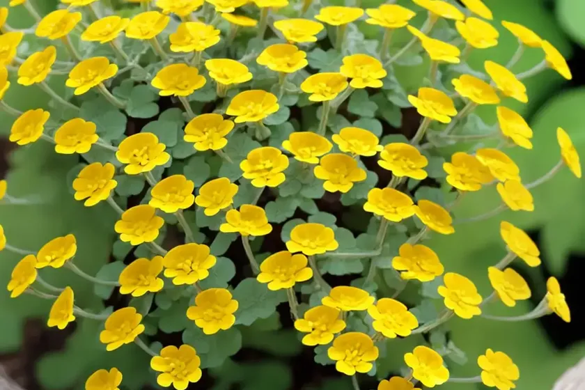 Arborea (medicago arborea) — photo 3