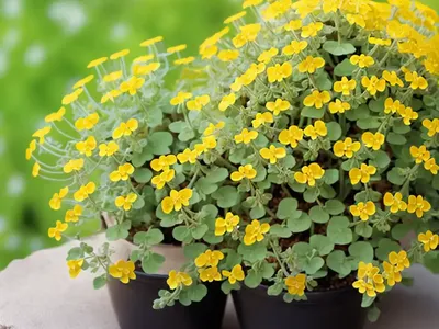 Arborea (Medicago Arborea)