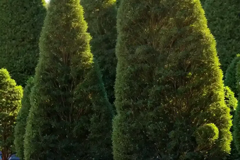 Arborvitae (thuja ‘green giant’) — photo 2