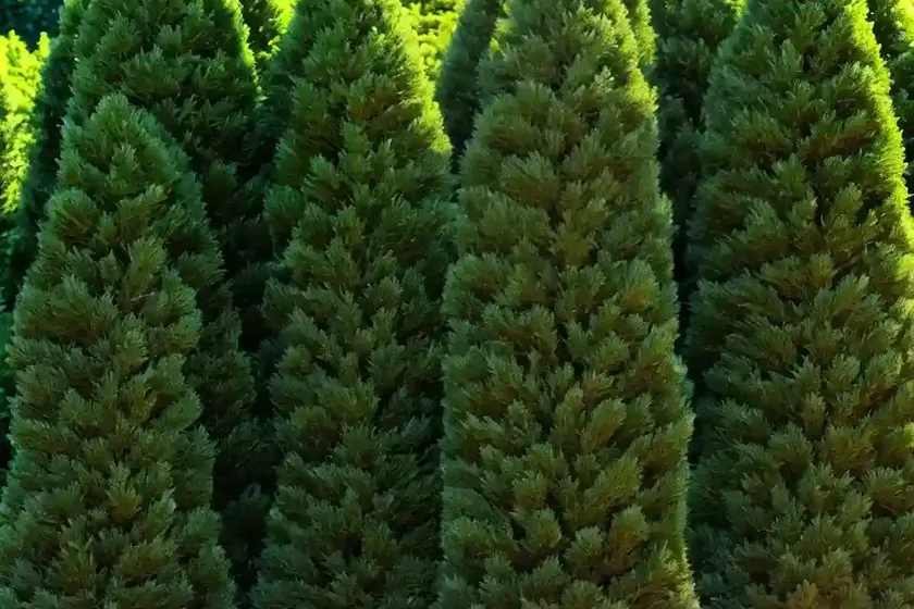 Arborvitae (thuja ‘green giant’) — photo 3