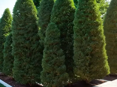Arborvitae (Thuja ‘Green Giant’)