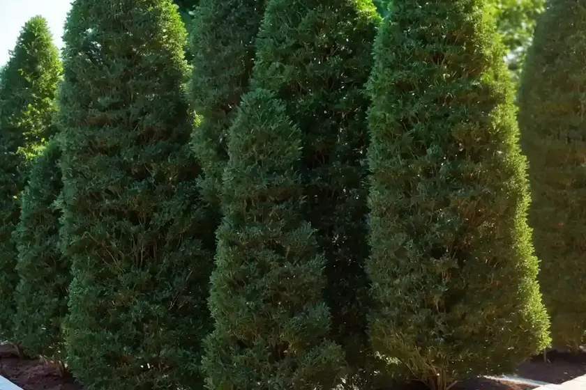Arborvitae (thuja ‘green giant’)
