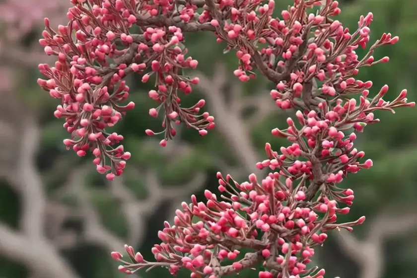 Arctostaphylos glauca (big berry manzanita) — photo 2