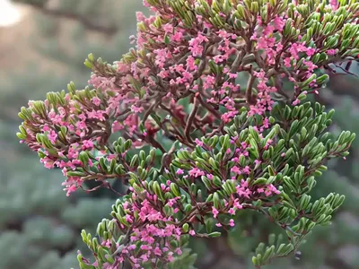Arctostaphylos Glauca (Big Berry Manzanita)