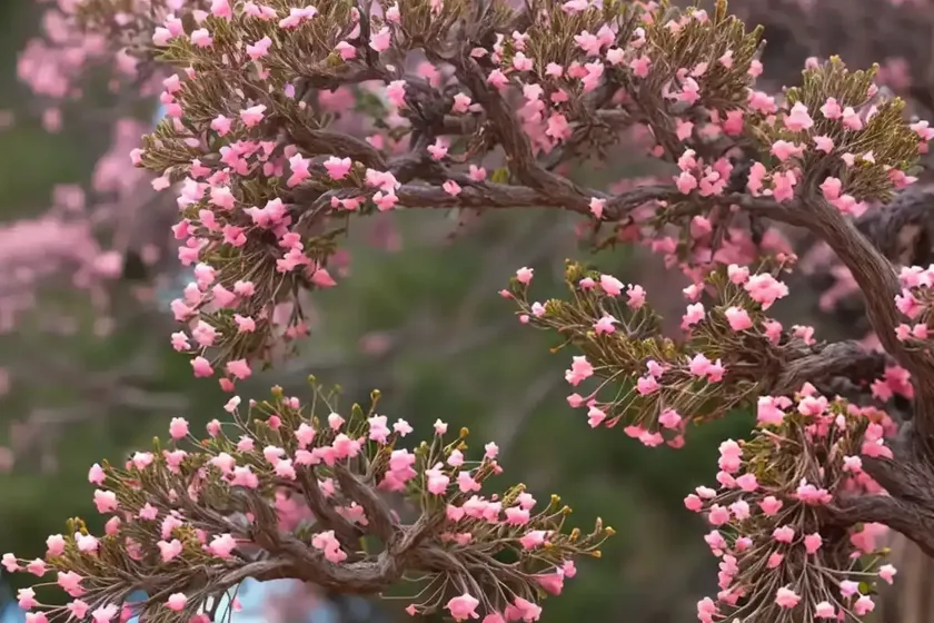 Arctostaphylos manzanita (common manzanita) — photo 3