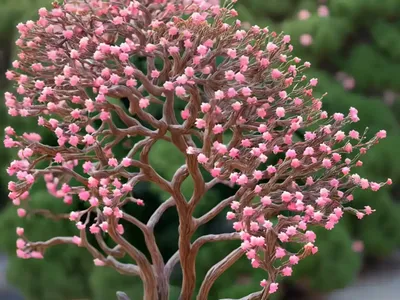 Arctostaphylos Manzanita (Common Manzanita)
