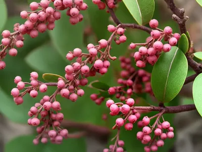 Arctostaphylos Uva-ursi (Bearberry)