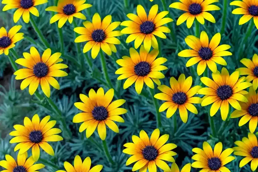 Arctotis the ravers ‘pumpkin pie’ (african daisy) — photo 2