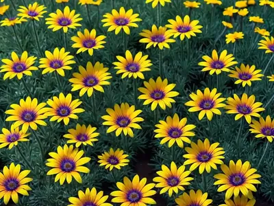 Arctotis The Ravers ‘Pumpkin Pie’ (African Daisy)