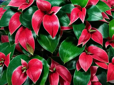 Ardisia Revoluta (Ardisia Revoluta)