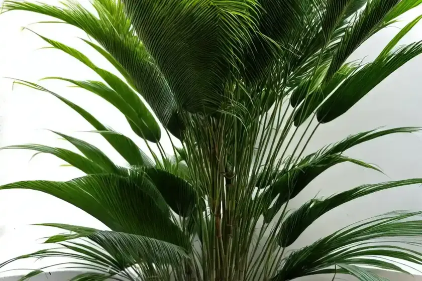 Areca bambu (dypsis lutescens) — photo 3