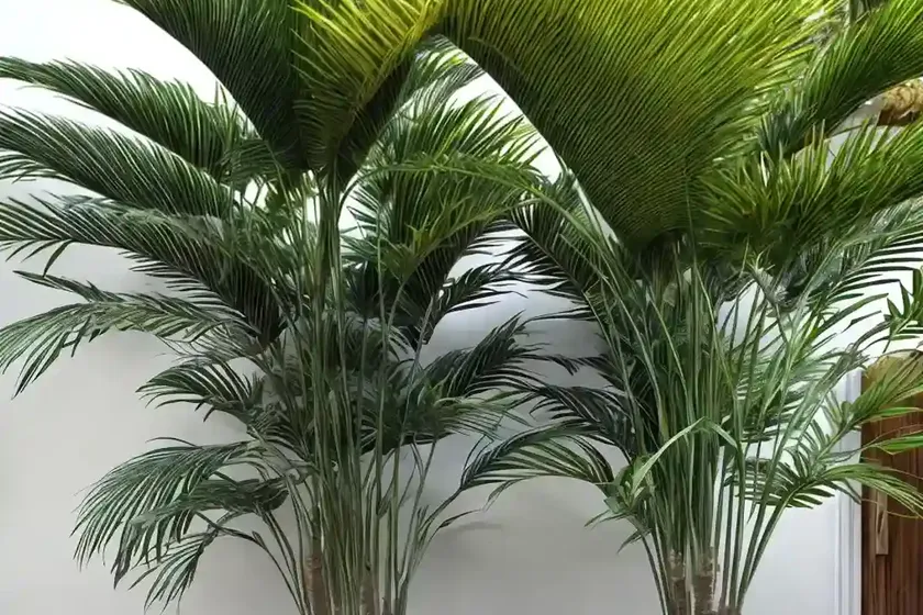 Areca palm (dypsis lutescens) — photo 3