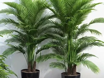 Areca Palm (Dypsis Lutescens)