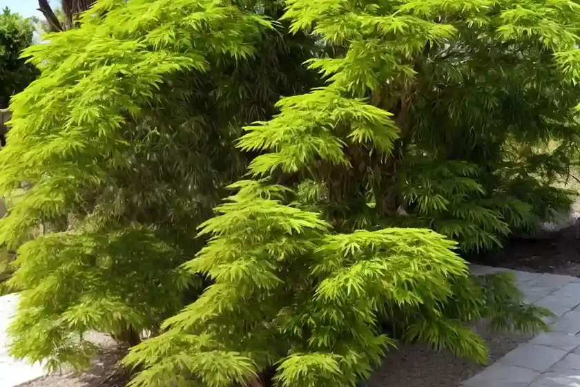 Argentine cedar (cedrela fissilis) — photo 2