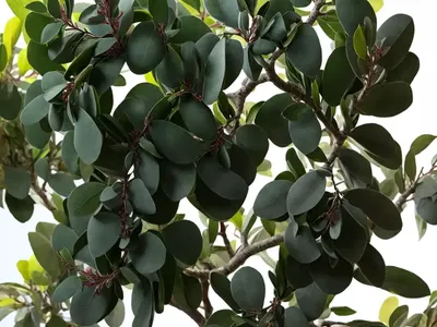 Argyle Apple (Eucalyptus Cinerea)