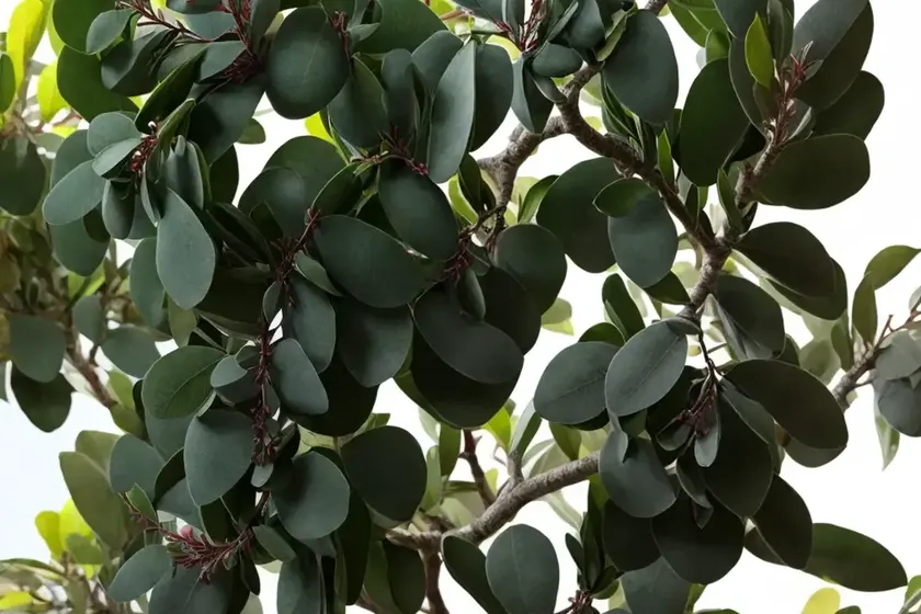 Argyle apple (eucalyptus cinerea)