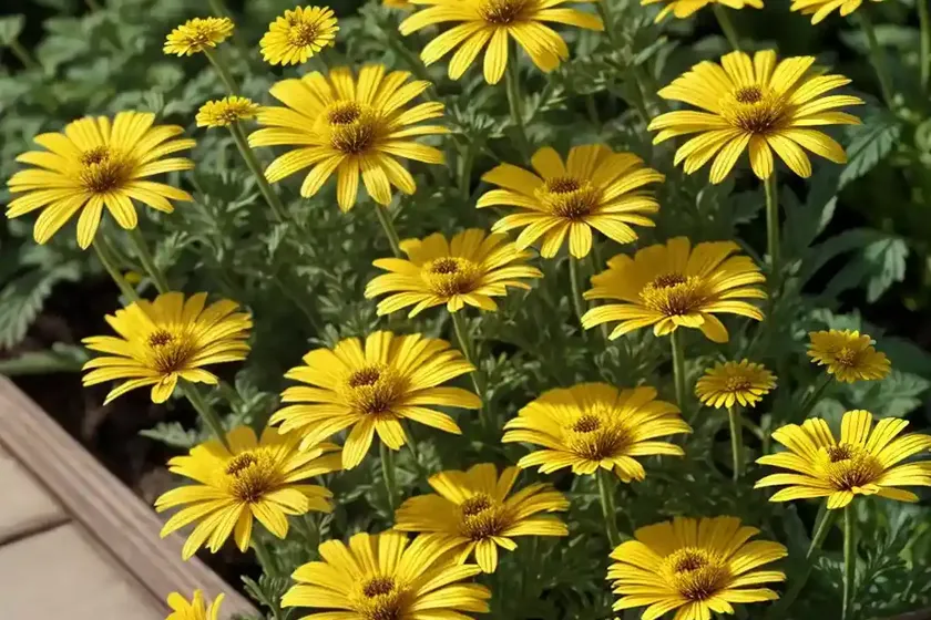 Argyranthemum frutescens golden butterfly� (marguerite) — photo 2