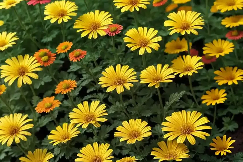 Argyranthemum frutescens golden butterfly� (marguerite)