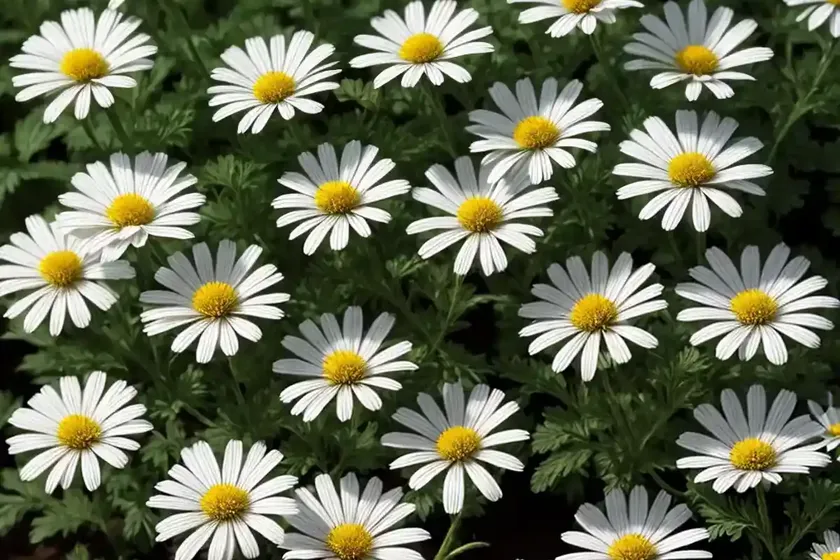 Argyranthemum frutescens pure white butterfly� (marguerite) — photo 2